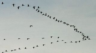 070304 grues cendrees