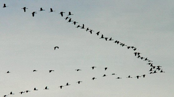 070304 grues cendrees